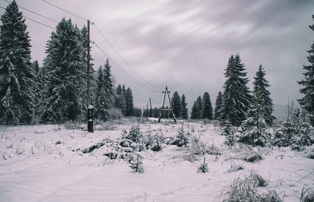 Sähkölinja lumisessa kuusikossa